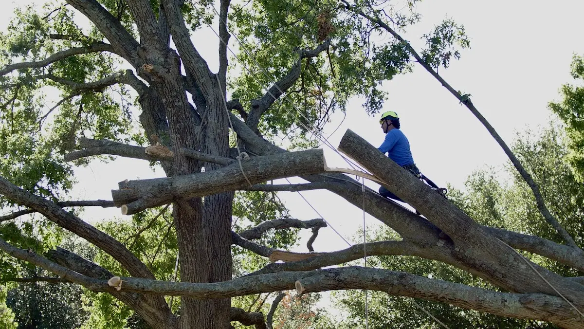 Professional Crown Thinning performed by certified arborists in Muscatine