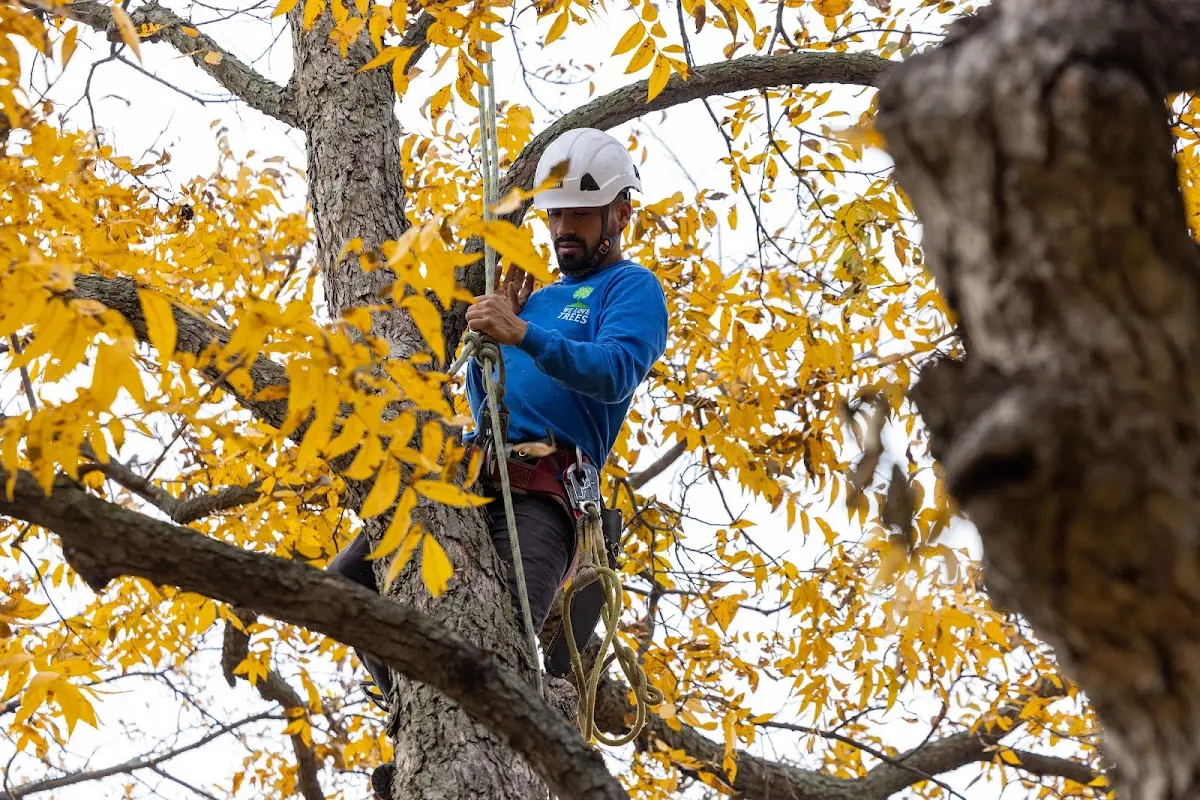 Skilled Tree Planting crew working in Muscatine